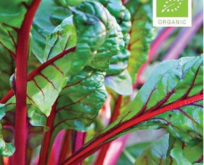 Bladbede Økologisk rød, Rhubarb Chard