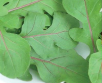 Salat rucola sennepskål, Fireworks