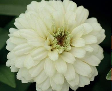 Zinnia hvid, Zahara Double White