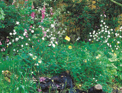 Vildblomst blanding til hegn, krat og hæk