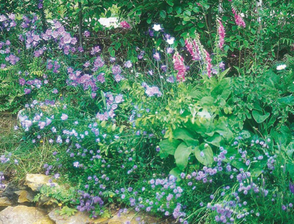 Vildblomstblanding, skygge, til træ-og krat kanter.