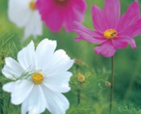 Stolte kavaler, Cosmos. Mix hvid og pink.
