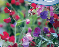 Lathyrus Mix Ærteblomster blanding stor pose