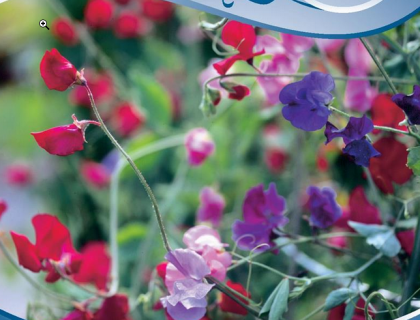 Lathyrus Mix Ærteblomster blanding stor pose