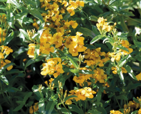 Mexicansk Mynte – lakridstagetes krydderurt. Tagetes lucida