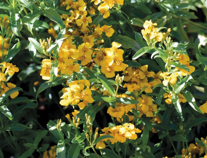 Mexicansk Mynte – lakridstagetes krydderurt. Tagetes lucida