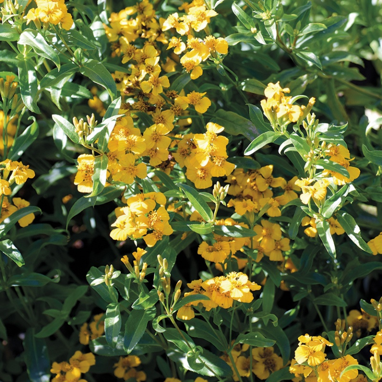 Mexicansk Mynte – lakridstagetes krydderurt. Tagetes lucida