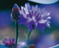 Kornblomst lav, Centaurea Baby Blue