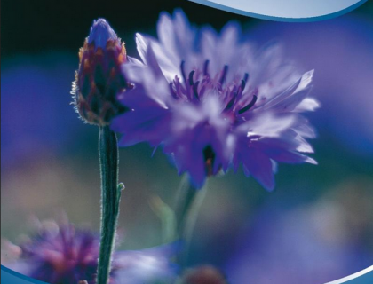 Kornblomst lav, Centaurea Baby Blue