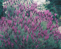 Lavendel, Lavendula fransk/spansk. Lavandula stoechas