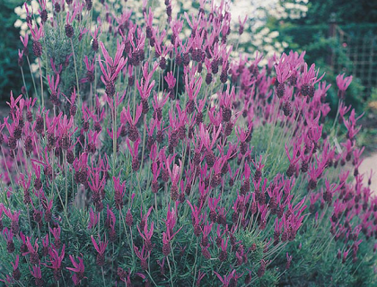 Lavendel, Lavendula fransk/spansk. Lavandula stoechas