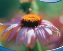 Echniacea purpurea Purpur solhat rosa 80