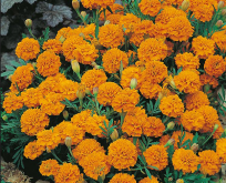 Tagetes patula Orange Boy fyldt