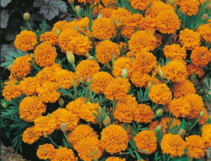 Tagetes patula Orange Boy fyldt