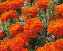 Tagetes Kees Orange