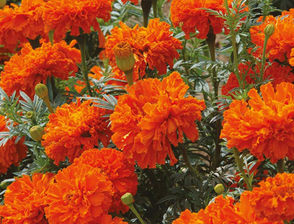 Tagetes Kees Orange