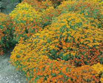 Tagetes Patula Starfire Mixed