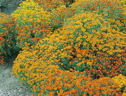 Tagetes Patula Starfire Mixed