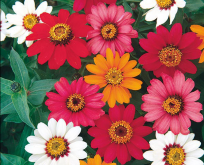 Zinnia Pinwheel Mix, mix af farver.