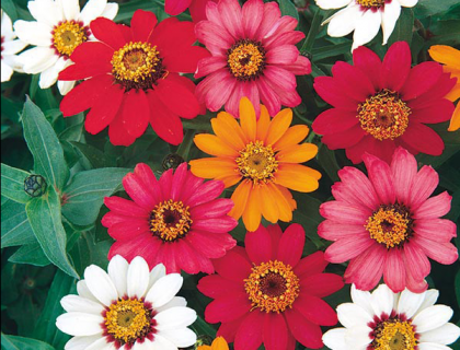 Zinnia Pinwheel Mix, mix af farver.