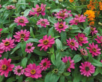 Zinnia Lilac Rose