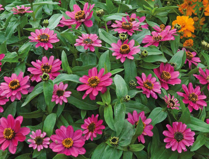 Zinnia Lilac Rose