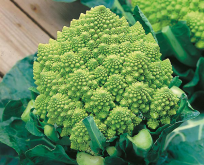 Kål Blomkål Romanesco