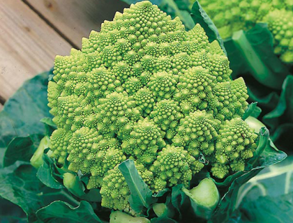 Kål Blomkål Romanesco