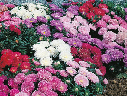 Asters,  Milady Mixed. Lav blanding, af farver forskellige lilla pink og hvid.