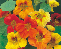 Nasturtium, Tropaeolum, Blomsterkarse, Trailing Mixed