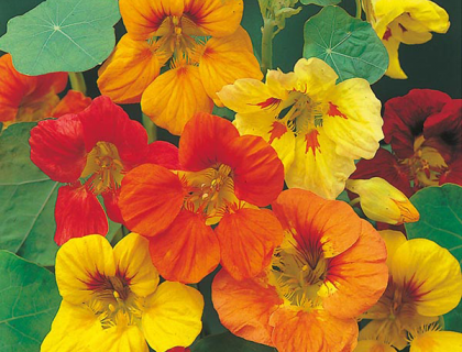 Nasturtium, Tropaeolum, Blomsterkarse, Trailing Mixed