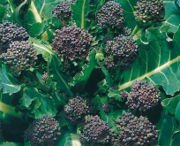 Kål Broccoli Tidlig Lilla.Early Purple Sprouting Calabrese. Aspargesbroccoli