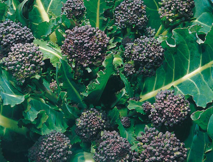 Kål Broccoli Tidlig Lilla. Early Purple Sprouting Calabrese. Aspargesbroccoli
