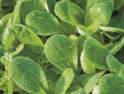 Feldsalat, Tandfri, vårsalat. Medaillon