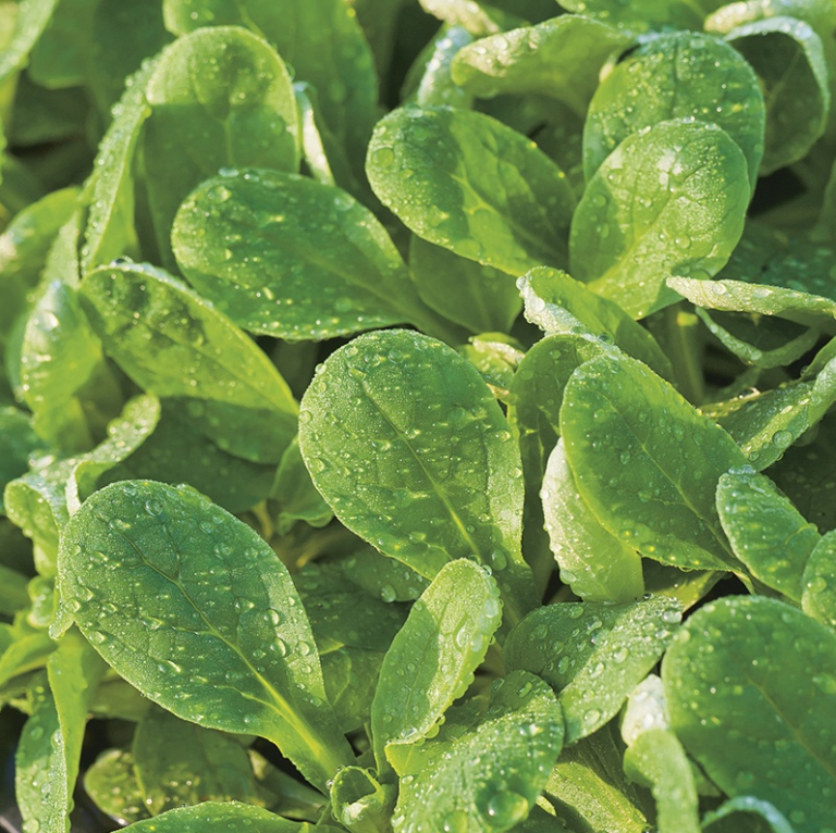 Feldsalat, Tandfri, vårsalat. Medaillon