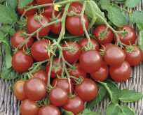Tomat Cherrola F1, cherry
