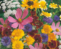 Bedblomster Blandet sommerblomster- mellemhøj blanding 30-60 cm. Til 2,5kvm.