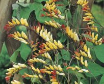 Spansk flag, Ipomoea lobata