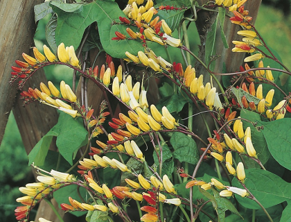 Spansk flag, Ipomoea lobata