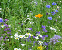 En og flerårig markblomst- /sommerblomstblanding