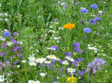 blomster
