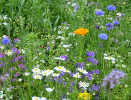 En og flerårig markblomst- /sommerblomstblanding