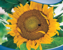 Helianthus Solsikke Lav.  Sunspot.