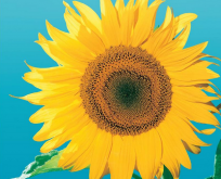 Helianthus Solsikke Giganteus 3 meter.