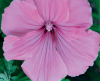 Malva, Mamelukærme Silver Cup, Lavatera trimestris