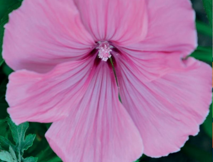 Malva, Mamelukærme Silver Cup, Lavatera trimestris