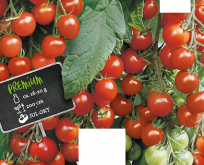 Tomat, gourmelito, rød kirsebærtomat