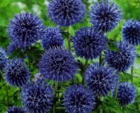 Echinops Ritro, tidselkugle