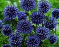 Tidselkugle. Echinops Ritro