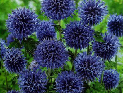 Tidselkugle. Echinops Ritro